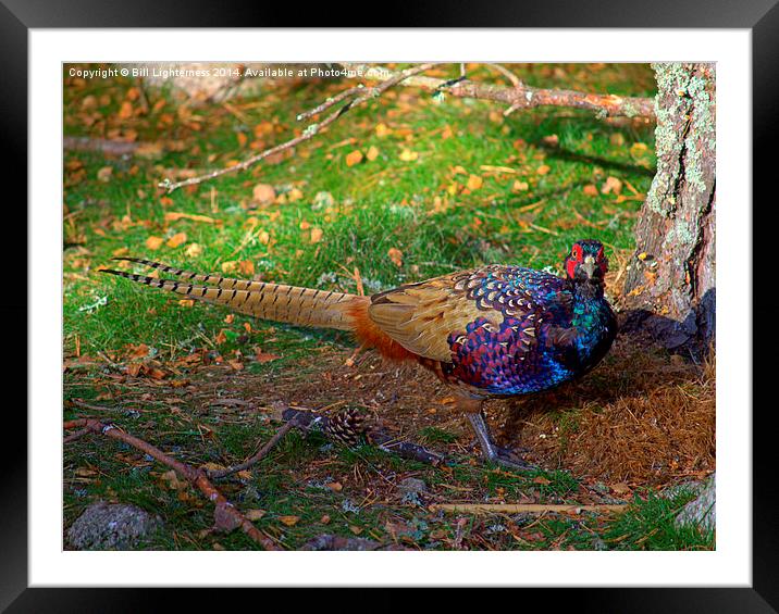  The Colourful Pheasant Framed Mounted Print by Bill Lighterness