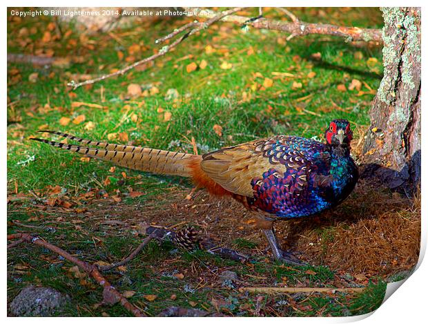  The Colourful Pheasant Print by Bill Lighterness