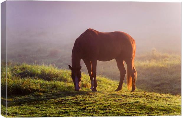  Horse on the Foggy Field   Canvas Print by Jenny Rainbow