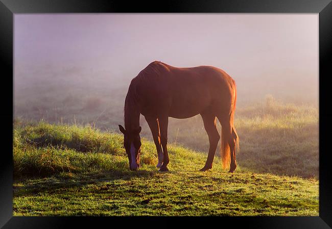  Horse on the Foggy Field   Framed Print by Jenny Rainbow