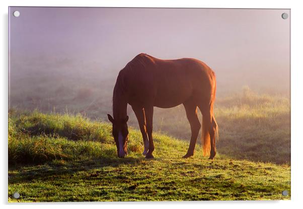  Horse on the Foggy Field   Acrylic by Jenny Rainbow