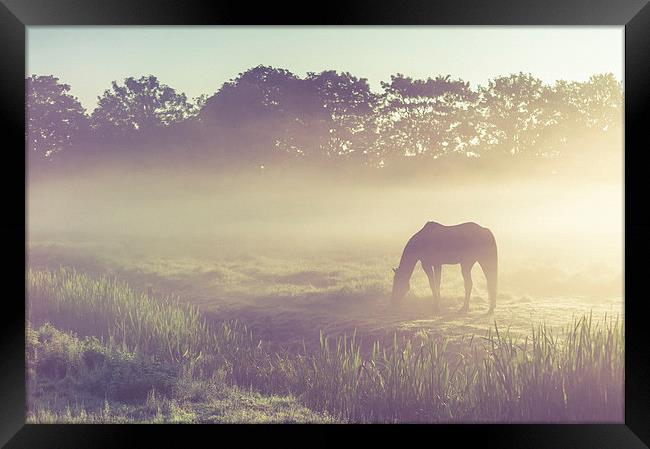  Misty Morning on the  Field Framed Print by Jenny Rainbow