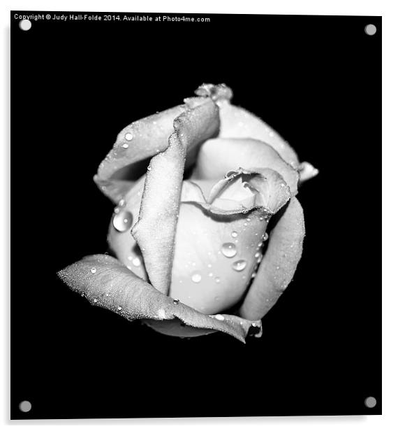  Rosebud in Black and White Acrylic by Judy Hall-Folde