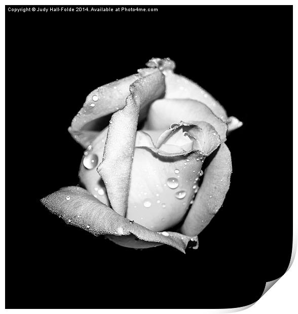  Rosebud in Black and White Print by Judy Hall-Folde