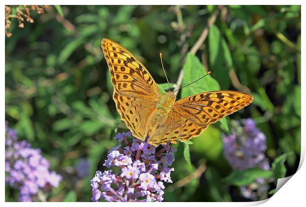 Balkan Fritillary Print by Tony Murtagh