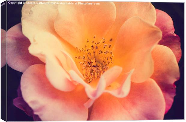  The beauty of a September rose Canvas Print by Chiara Cattaruzzi