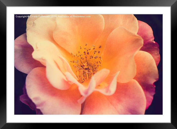  The beauty of a September rose Framed Mounted Print by Chiara Cattaruzzi