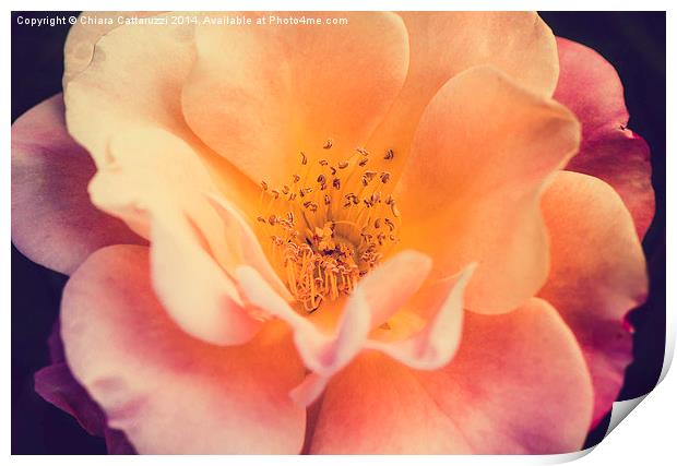 The beauty of a September rose Print by Chiara Cattaruzzi