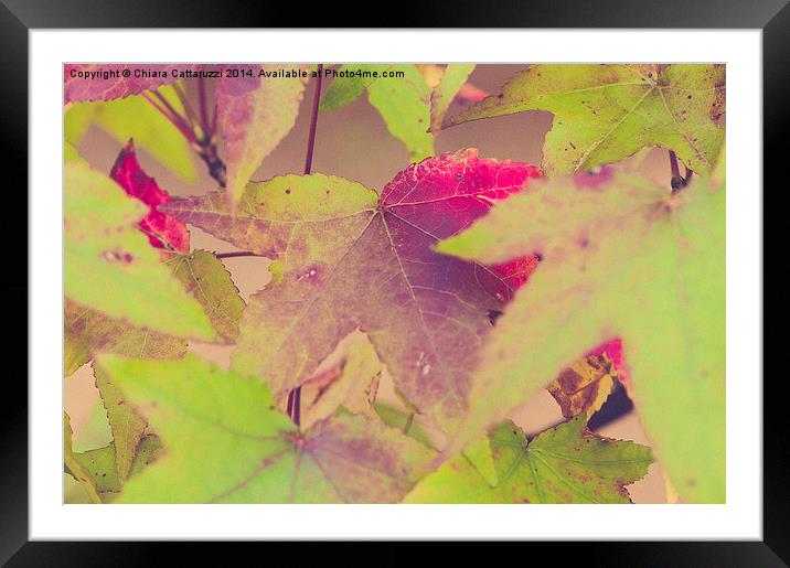  Fall leaves Framed Mounted Print by Chiara Cattaruzzi
