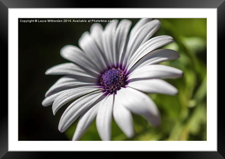 Spanish Daisy Framed Mounted Print by Laura Witherden