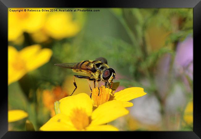  Striking Wasp Framed Print by Rebecca Giles