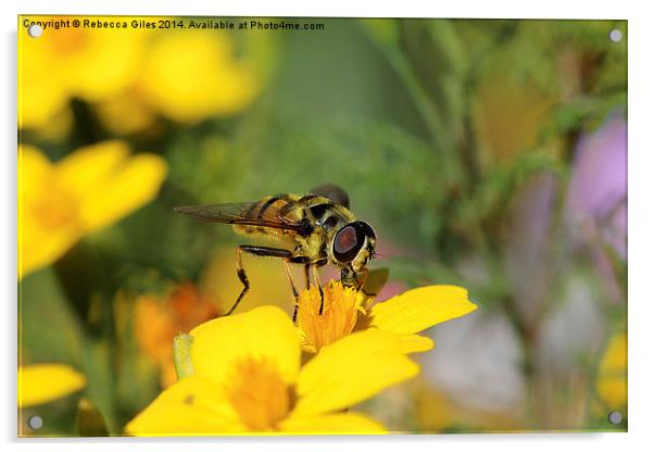  Striking Wasp Acrylic by Rebecca Giles