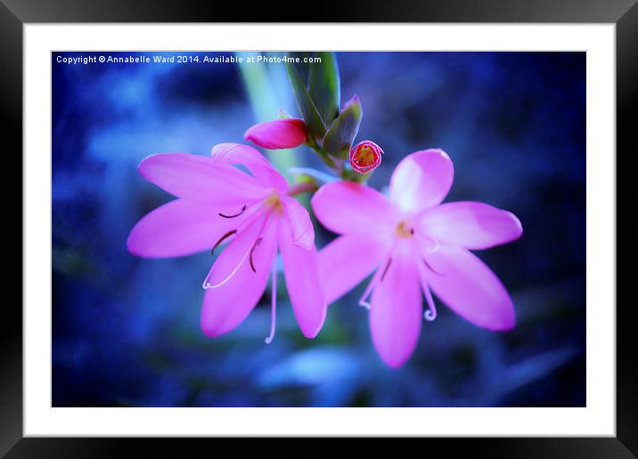  Pink Flowers on Blue. Framed Mounted Print by Annabelle Ward