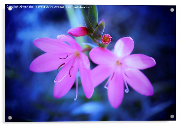  Pink Flowers on Blue. Acrylic by Annabelle Ward