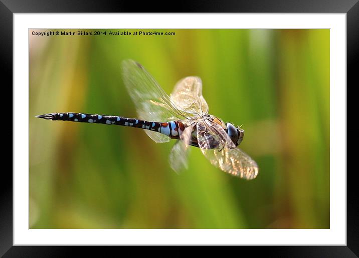  Hawker on the Wing Framed Mounted Print by Martin Billard