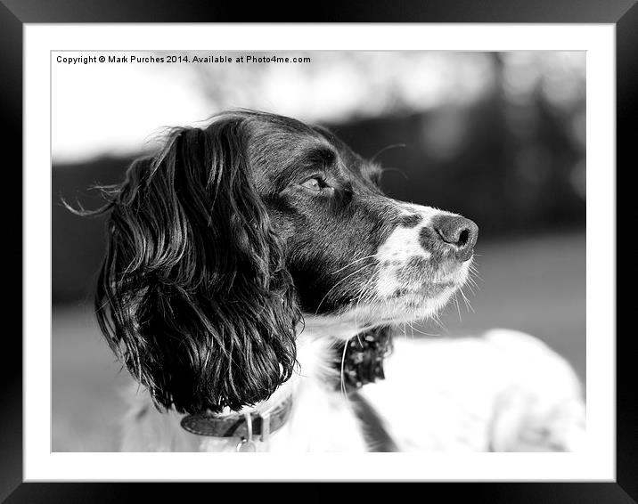 Springer Spaniel dog Framed Mounted Print by Mark Purches