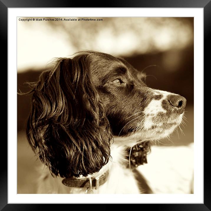 Springer Spaniel Dog Sepia Square Framed Mounted Print by Mark Purches