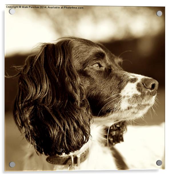 Springer Spaniel Dog Sepia Square Acrylic by Mark Purches