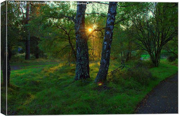  Sunlight Through the Trees Canvas Print by Bill Lighterness