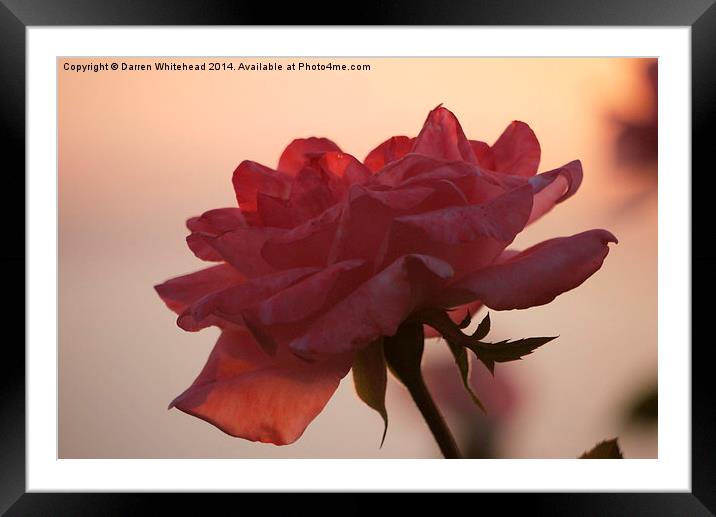  Blushing Rose Framed Mounted Print by Darren Whitehead
