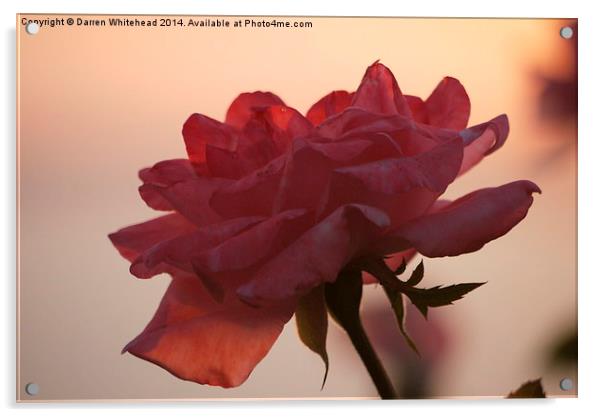  Blushing Rose Acrylic by Darren Whitehead