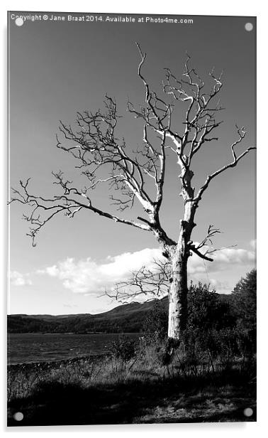 Majestic Birch Tree in Strathlachlan Acrylic by Jane Braat
