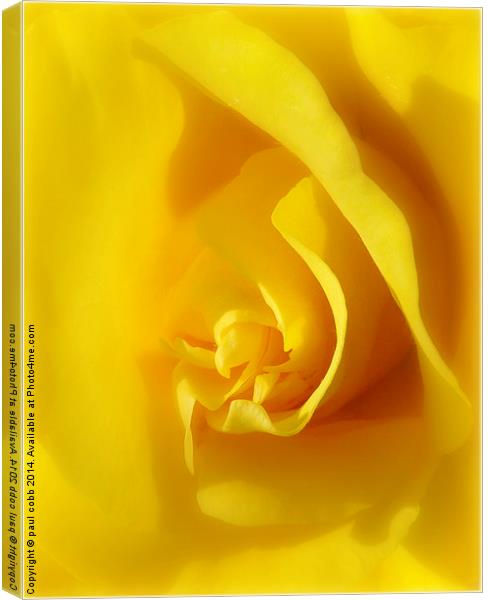  Yellow rose. Canvas Print by paul cobb