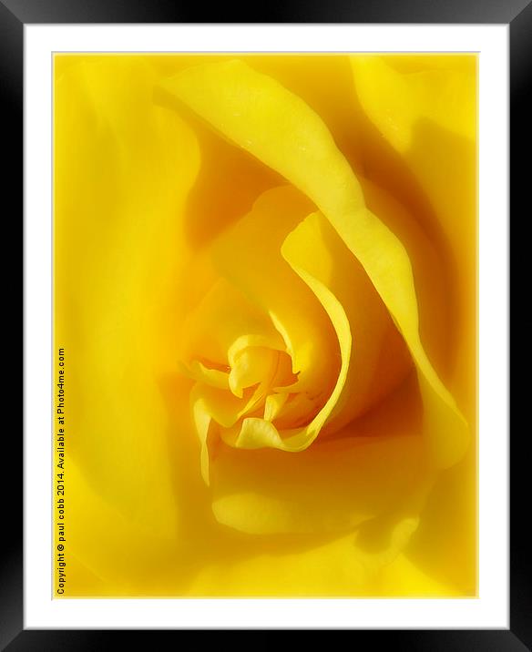  Yellow rose. Framed Mounted Print by paul cobb
