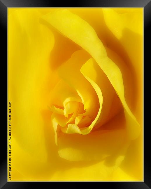  Yellow rose. Framed Print by paul cobb