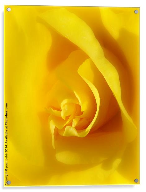  Yellow rose. Acrylic by paul cobb