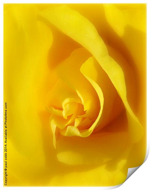  Yellow rose. Print by paul cobb