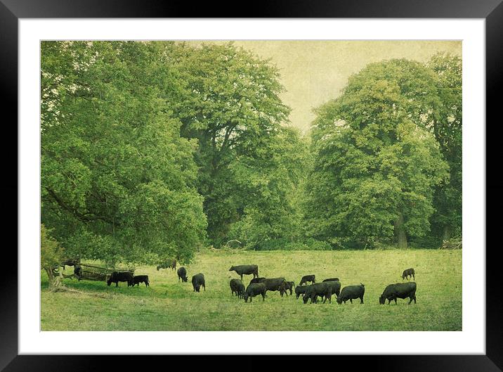  the herd Framed Mounted Print by Heather Newton