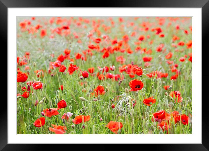  Poppyfield Framed Mounted Print by Paul Walker