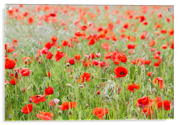  Poppyfield Acrylic by Paul Walker