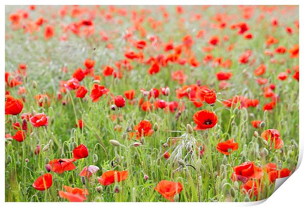  Poppyfield Print by Paul Walker