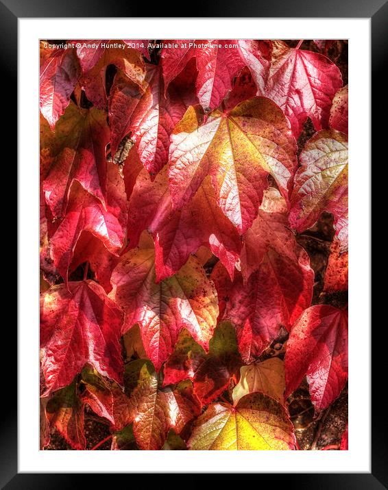  Autumn Leaves Framed Mounted Print by Andy Huntley