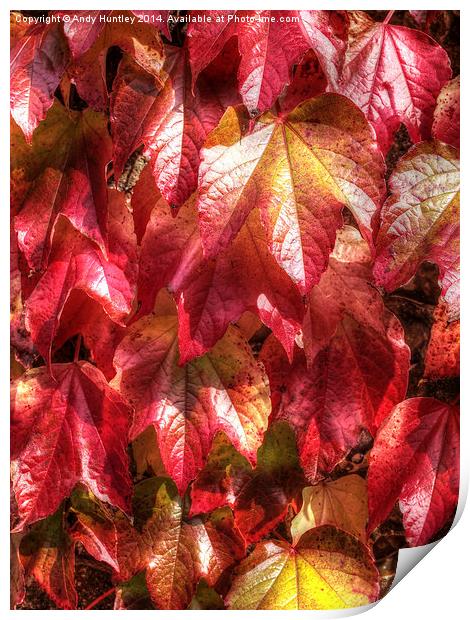  Autumn Leaves Print by Andy Huntley