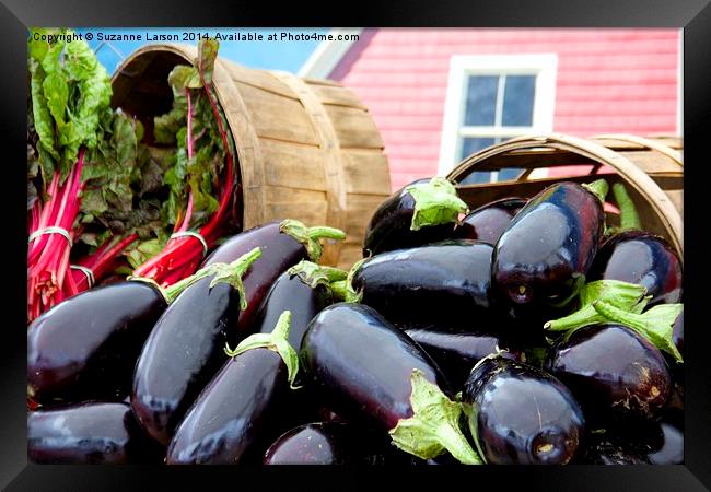  Eggplant! Framed Print by Suzanne Larson