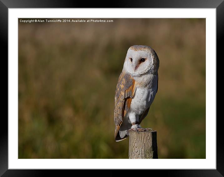 Majestic Barn Owl Portrait Framed Mounted Print by Alan Tunnicliffe