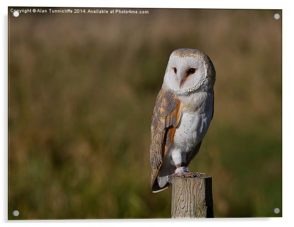 Majestic Barn Owl Portrait Acrylic by Alan Tunnicliffe