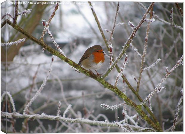 A Frosty Robin  Canvas Print by Andrew Wright