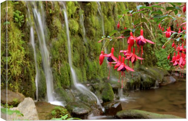 Fuschia and Waterfall  Canvas Print by graham young