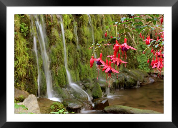 Fuschia and Waterfall  Framed Mounted Print by graham young
