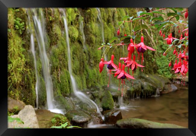 Fuschia and Waterfall  Framed Print by graham young