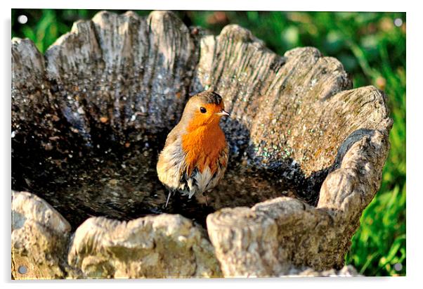  Robin in a bird bath  Acrylic by Rosie Spooner