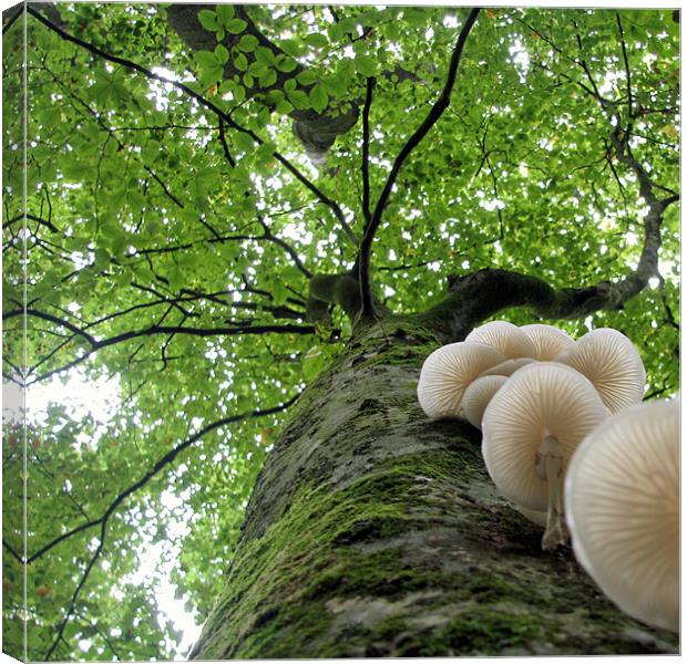 Tehidy Woods: Tree with Porcelain Cap Fungus Canvas Print by C.C Photography