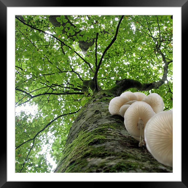 Tehidy Woods: Tree with Porcelain Cap Fungus Framed Mounted Print by C.C Photography