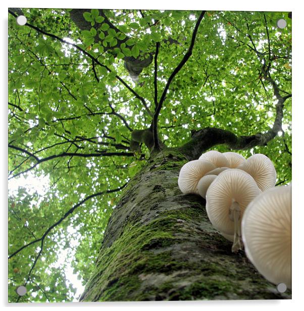 Tehidy Woods: Tree with Porcelain Cap Fungus Acrylic by C.C Photography