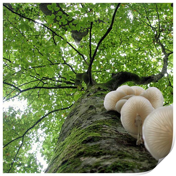 Tehidy Woods: Tree with Porcelain Cap Fungus Print by C.C Photography