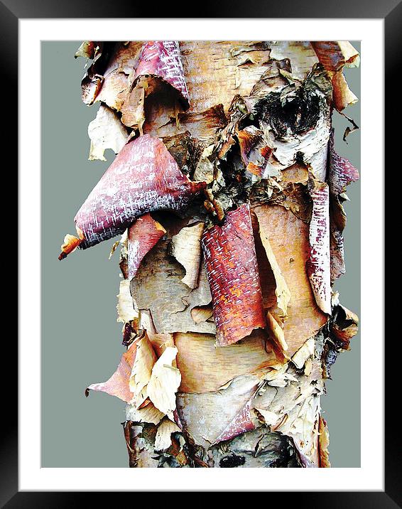 Close up Bark Framed Mounted Print by james balzano, jr.